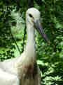 Cigogne blanche Ciconia ciconia