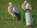 Cigogne blanche Ciconia ciconia