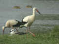 Cigogne blanche Ciconia ciconia