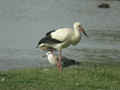 Cigogne blanche Ciconia ciconia