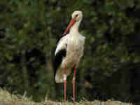 Cigogne blanche Ciconia ciconia AMXN