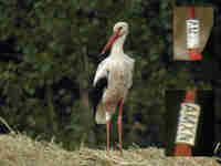 Cigogne blanche Ciconia ciconia AMXN