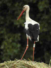 Cigogne blanche Ciconia ciconia AMXN