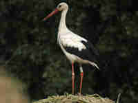 Cigogne blanche Ciconia ciconia AMXN