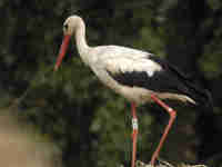 Cigogne blanche Ciconia ciconia AMXN