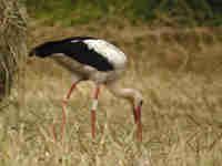 Cigogne blanche Ciconia ciconia AMXN