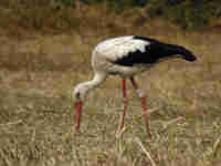 Cigogne blanche Ciconia ciconia AMXN