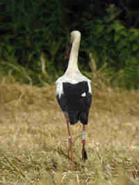 Cigogne blanche Ciconia ciconia AMXN