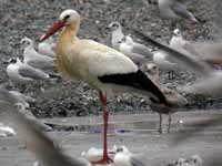 Cigogne blanche Ciconia ciconia AMXN