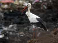 Cigogne blanche Ciconia ciconia