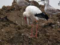 Cigogne blanche Ciconia ciconia