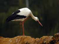 Cigogne blanche Ciconia ciconia