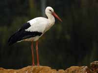 Cigogne blanche Ciconia ciconia