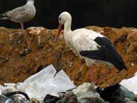 Cigogne blanche Ciconia ciconia