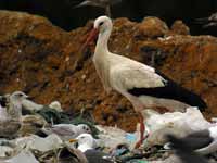 Cigogne blanche Ciconia ciconia