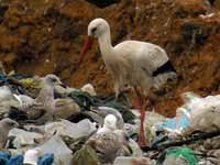 Cigogne blanche Ciconia ciconia