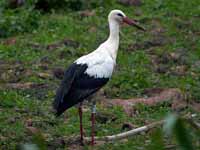 Cigogne blanche Ciconia ciconia