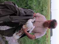 Cigogne blanche Ciconia ciconia