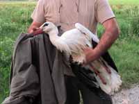 Cigogne blanche Ciconia ciconia