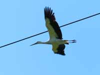 Cigogne blanche Ciconia ciconia