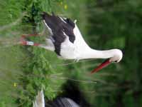 Cigogne blanche Ciconia ciconia