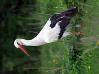 Cigogne blanche Ciconia ciconia