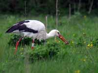 Cigogne blanche Ciconia ciconia