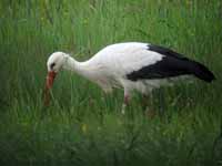 Cigogne blanche Ciconia ciconia