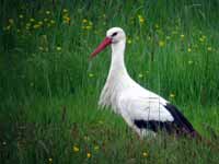 Cigogne blanche Ciconia ciconia