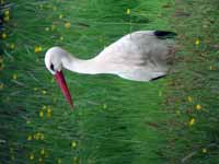 Cigogne blanche Ciconia ciconia