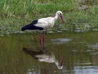 Cigogne blanche Ciconia ciconia