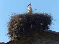 Cigogne blanche Ciconia ciconia