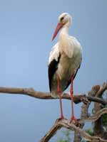 Cigogne blanche Ciconia ciconia