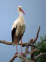 Cigogne blanche Ciconia ciconia