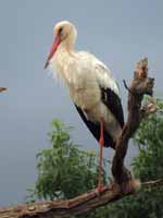 Cigogne blanche Ciconia ciconia