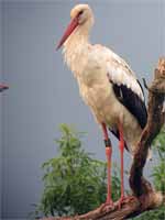 Cigogne blanche Ciconia ciconia