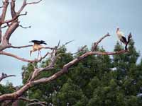 Cigogne blanche Ciconia ciconia