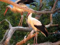 Cigogne blanche Ciconia ciconia