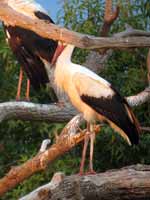 Cigogne blanche Ciconia ciconia