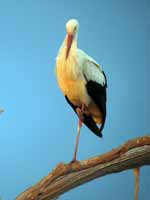 Cigogne blanche Ciconia ciconia