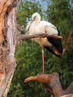 Cigogne blanche Ciconia ciconia