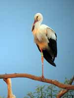 Cigogne blanche Ciconia ciconia