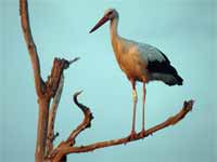 Cigogne blanche Ciconia ciconia