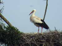 Cigogne blanche Ciconia ciconia