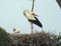 Cigogne blanche Ciconia ciconia