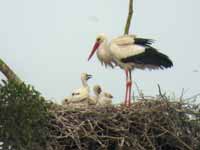 Cigogne blanche Ciconia ciconia