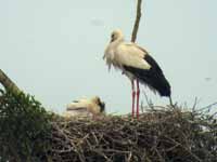 Cigogne blanche Ciconia ciconia