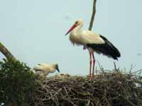 Cigogne blanche Ciconia ciconia