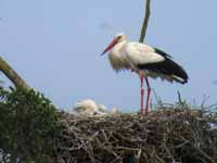 Cigogne blanche Ciconia ciconia