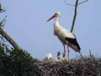 Cigogne blanche Ciconia ciconia